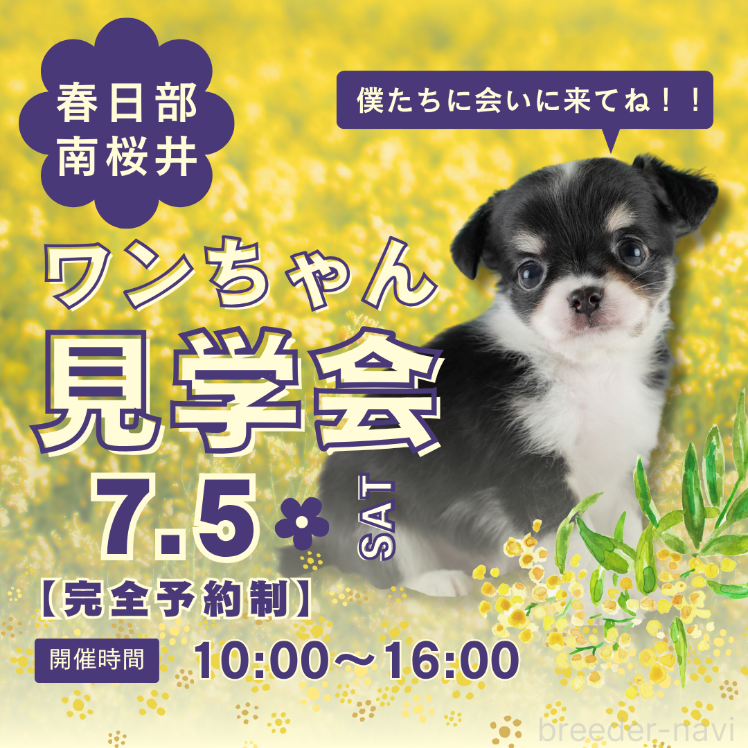 成約済の埼玉県のチワワ(ロングコート)-387292の3枚目